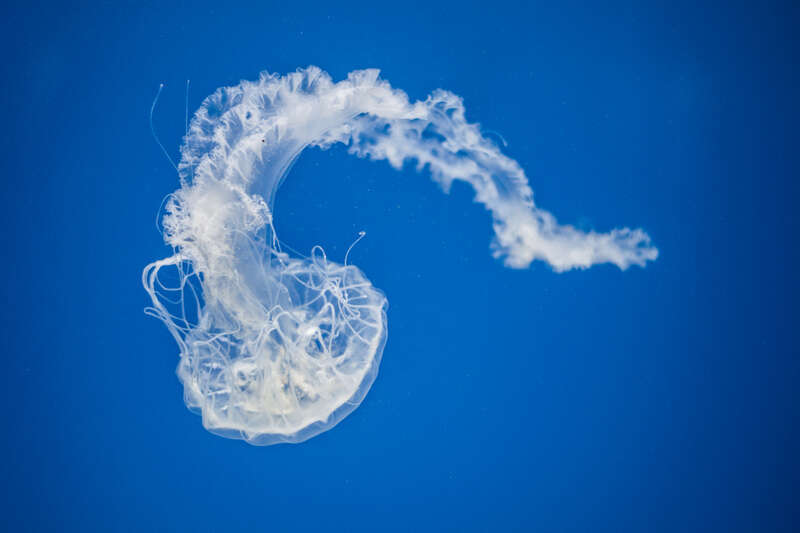 National Aquarium, Baltimore, United States