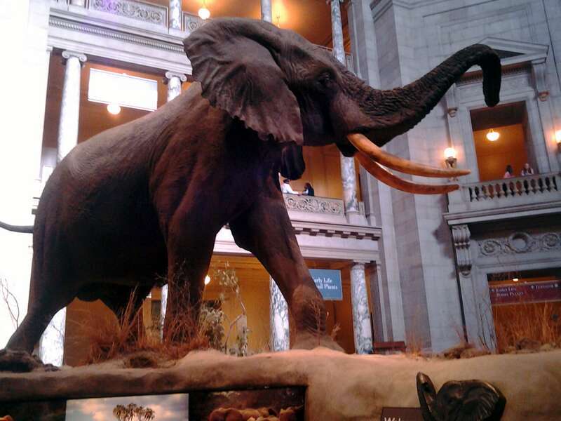 National Museum of Natural History