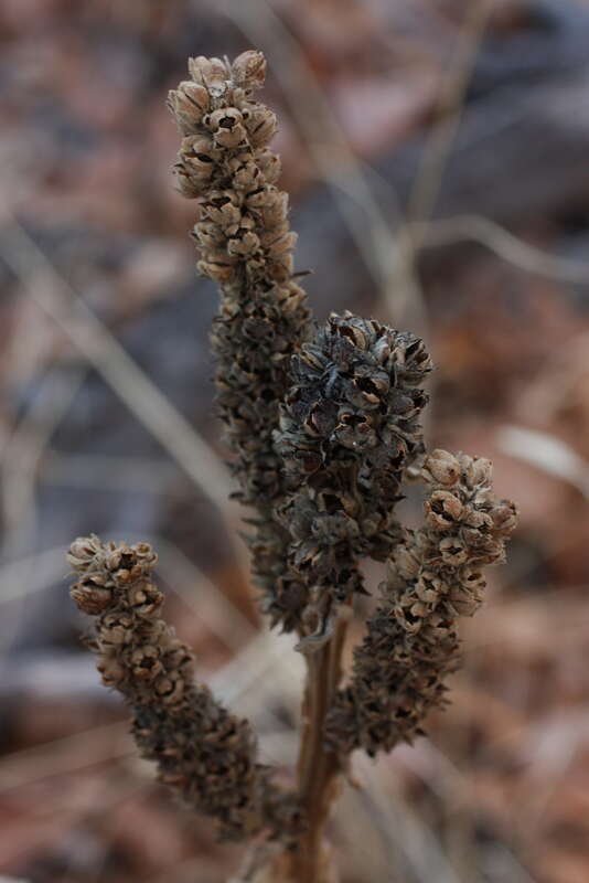 plant tbd tbd