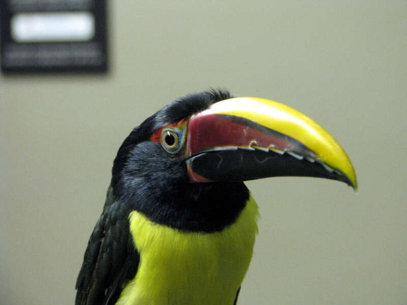A Green Aracari at Tennessee Aquarium, Chattanooga, Tennessee, USA.