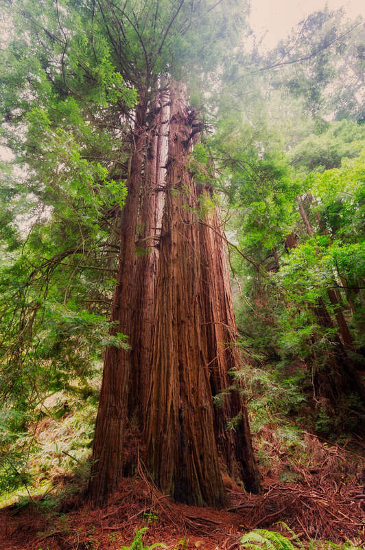 Redwood Cluster