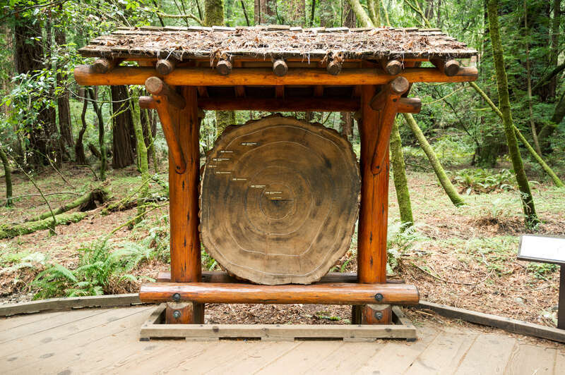 Redwood Cross Section