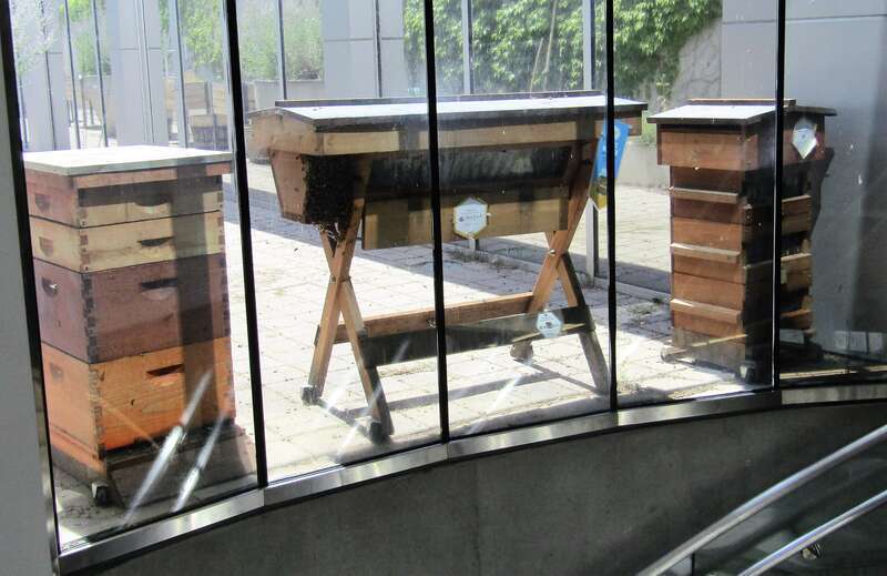 Beehives on the roof of the Salt Lake City Library.