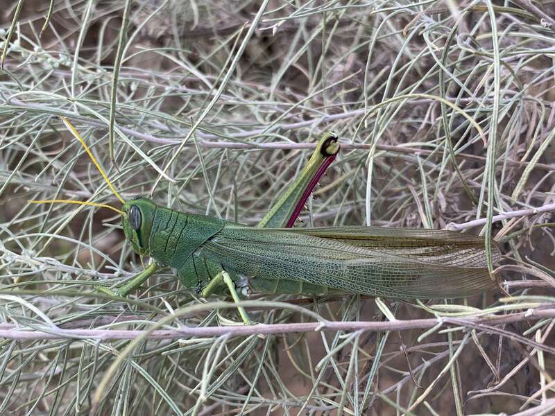 Green Bird Grasshopper (Schistocerca shoshone)