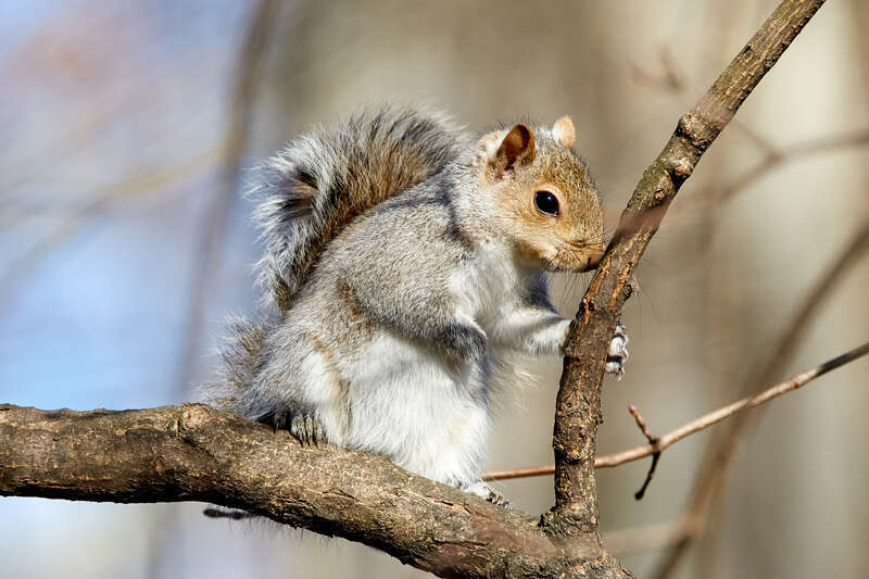 
500px provided description: Visit my <a href="www.smart-art.org">website</a> for more creative work outside of photography. [#winter ,#tree ,#animal ,#wildlife ,#squirrel ,#wild]