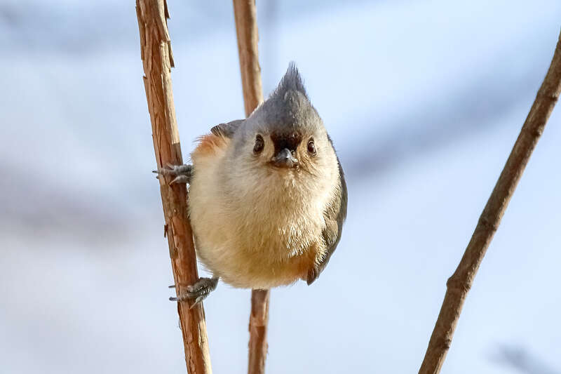
500px provided description: Too close for the birds comfort. [#bird ,#nature ,#tree ,#animal ,#wildlife ,#wild]