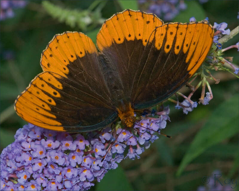 Diana Fritillary (Speyeria diana)