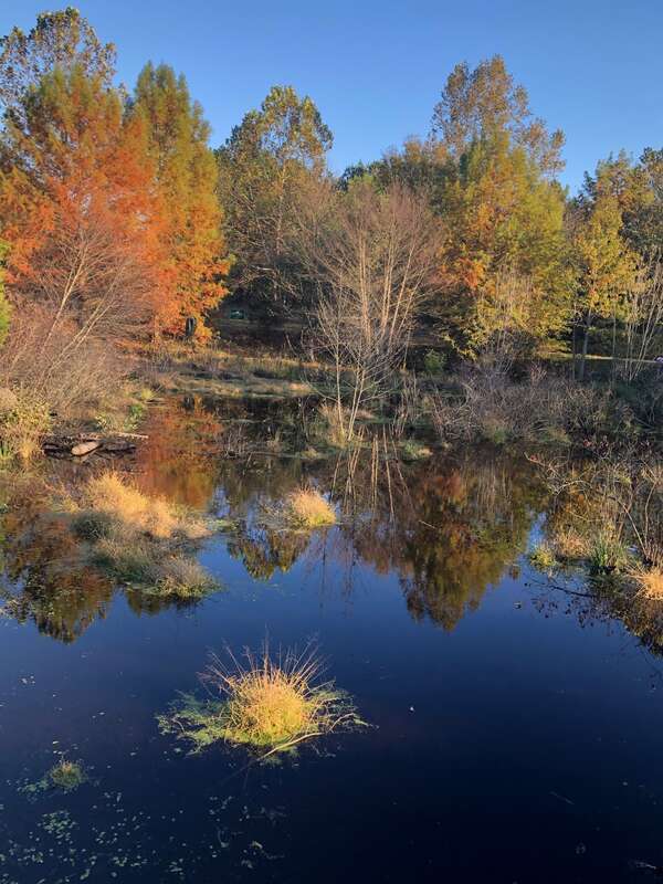 Wetlands at Adkins Arboretum