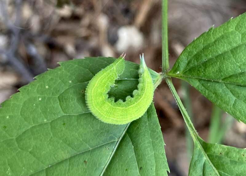 Northern Pearly-eye (Lethe anthedon)