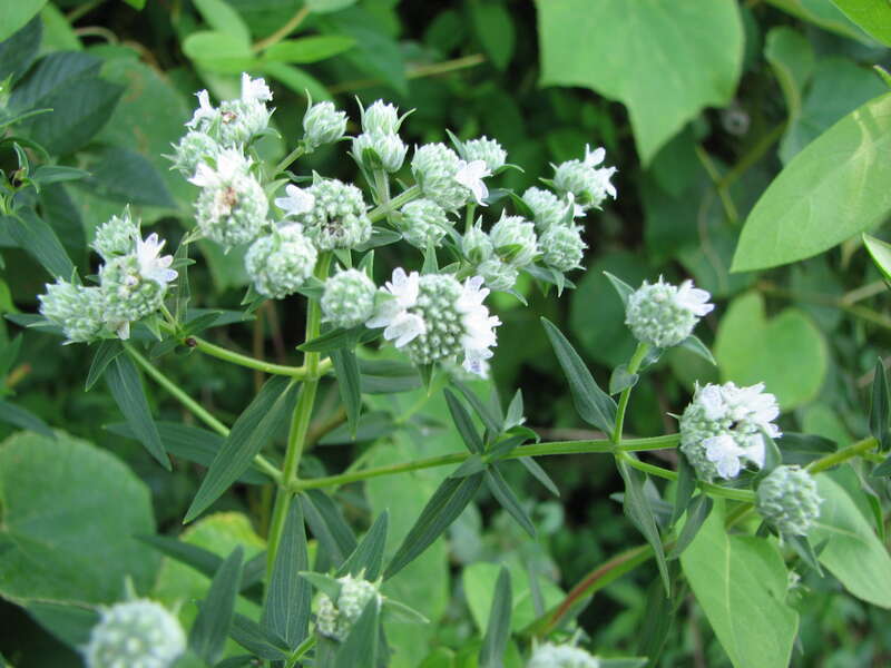 Flowers of Pycnanthemum virginianum en    at the edge of a meadow in Chadds Ford, Delaware County, Pennsylvania.