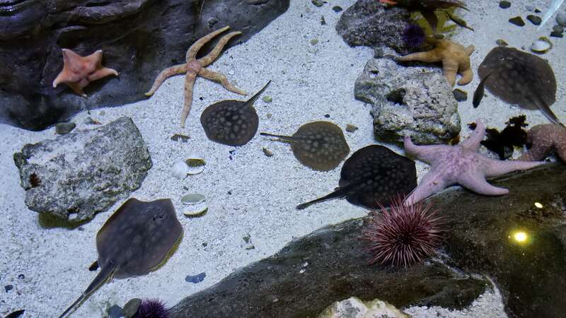 Ocean Explorer
Loveland Living Planet Aquarium
Draper Utah

December 7, 2017
