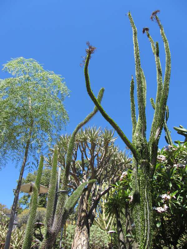 Alluaudia procera