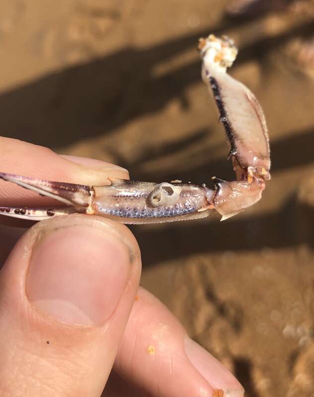 Amphibalanus venustus