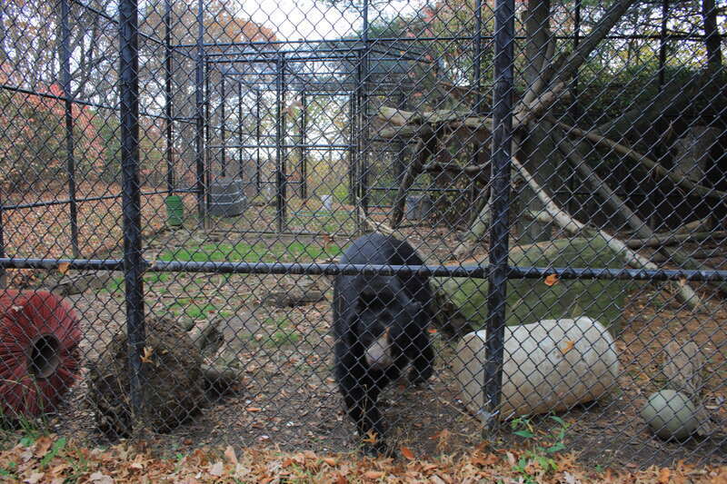 An Andean Bear (Tremarctos ornatus) enclosure at Beardsley Zoo


Camera location41° 12′ 39.16″ N, 73° 10′ 47.18″ W View this and other nearby images on: OpenStreetMap 41.210879;  -73.179771
