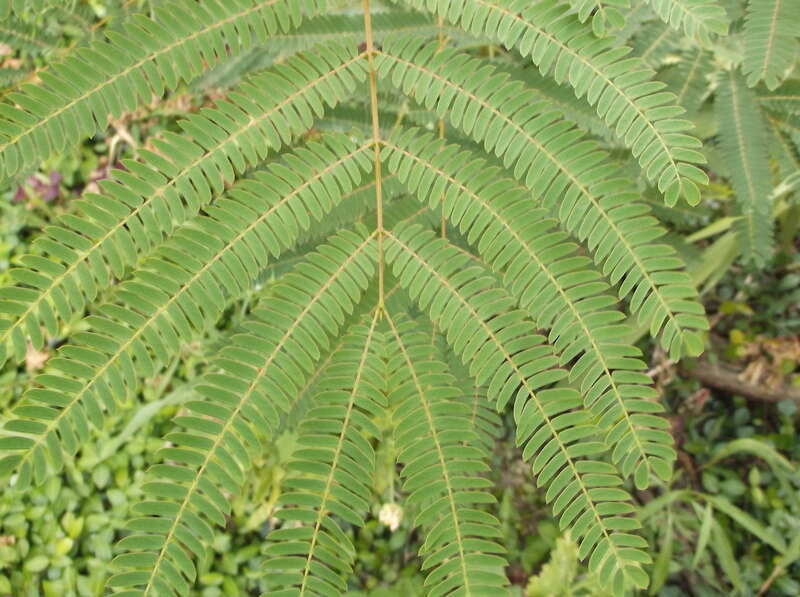 Mimosa Tree leaf, showing bipinnate structure