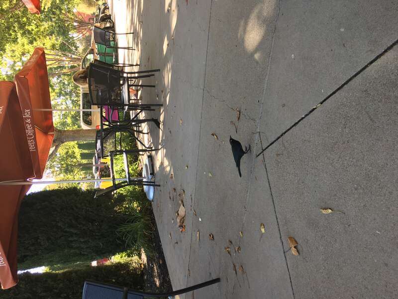 Bird on Sidwalk, Dublin, CA