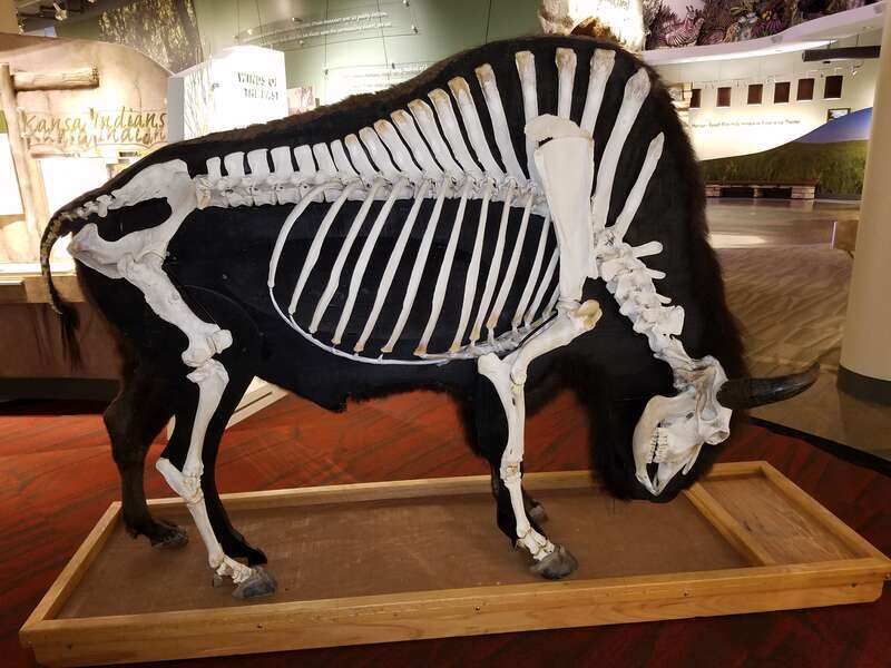 Image of "Ernie the Bison," a half-skeleton, half-taxidermy mount made from the real bones and tanned hide of an approximately 17 year old Bison bull.  Created by Don "Doc" Woerner, DVM.  On temporary display at the Flint Hills Discovery Center in