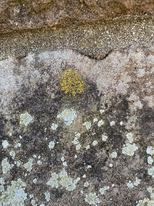 Common Goldspeck (Candelariella vitellina)