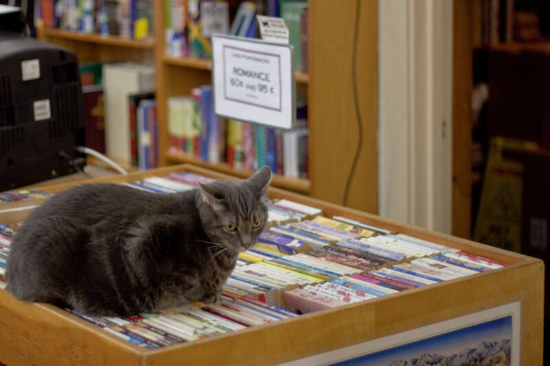 Haslam's Book Store cat, St. Petersburg, FL