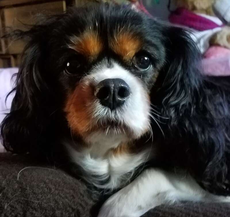 The Wonder Dog