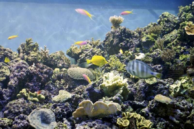 Coral at Moody Gardens