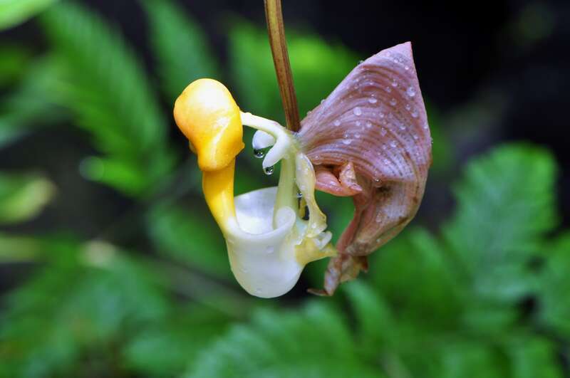 Coryanthes picturata