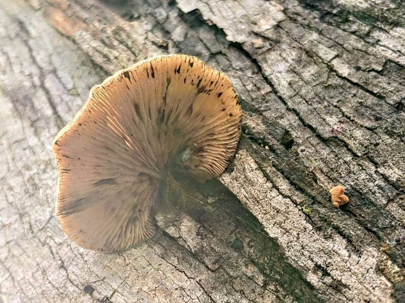 Saffron Crep (Crepidotus crocophyllus)