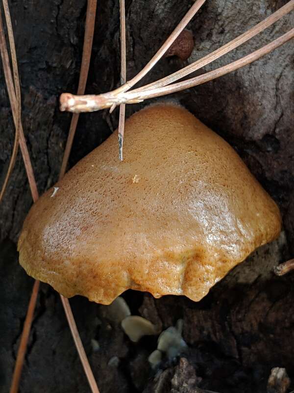 Saffron Crep (Crepidotus crocophyllus)