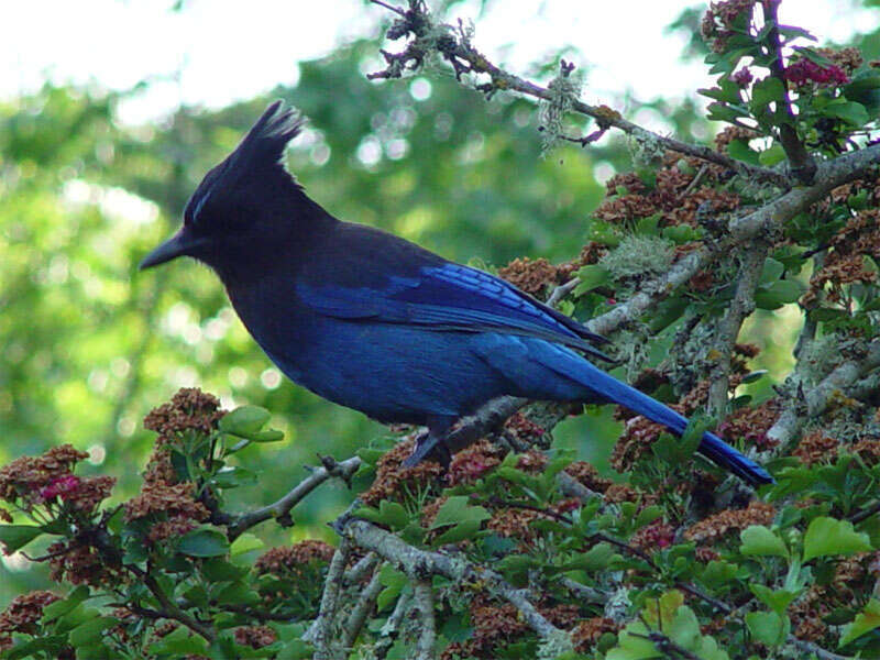 Description
Cyanocitta stelleri, Family Corvidae
Location
Edgewood County Park — northeastern Santa Cruz Mountain foothills, San Mateo County, California.
Date
Taken on 29 April 2004
Photographer
Franco Folini