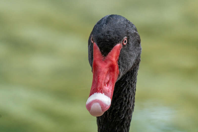 Cygnus atratus