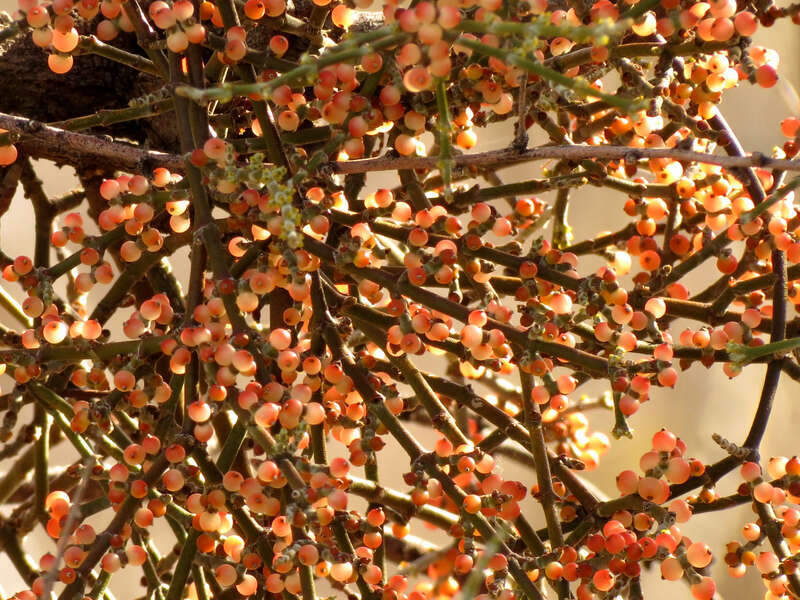 Phoradendron californicum.  Tohono Chul Park, Tucson, Arizona, USA.