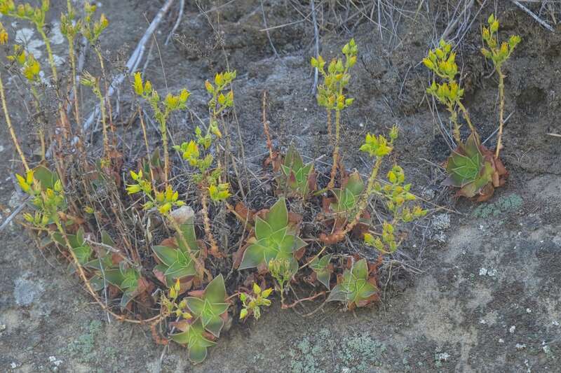 Laguna Beach liveforever (Dudleya stolonifera)