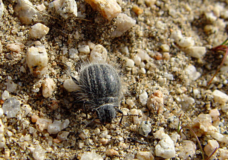 Edrotes ventricosus, Apple Valley, California