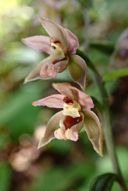 Broad-leafed Helleborine (Epipactis helleborine)