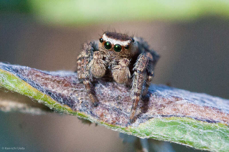 Adult male Evarcha proszynskii jumping spider in San Pedro Valley County Park, San Mateo County, California
