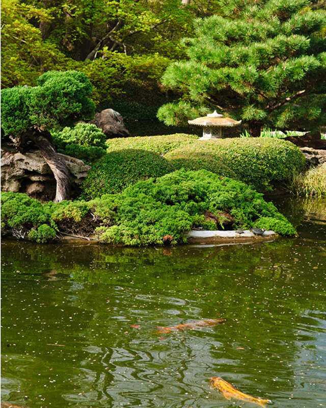 View of the fish pond in the Japanese Gardens at the Ft. Worth Botanic Gardens