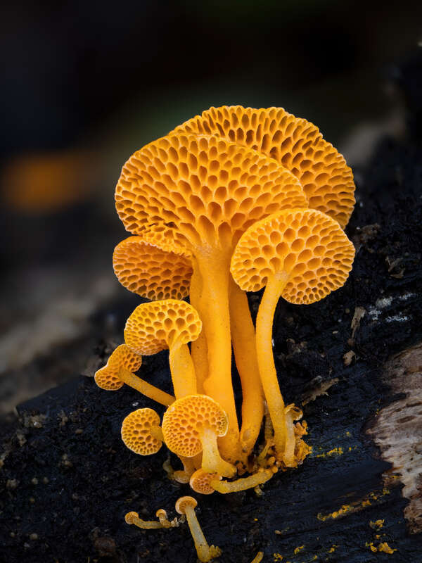 Favolaschia calocera collected in San Bruno, California by Alan Rockefeller.   
https://mushroomobserver.org/542710 / https://www.inaturalist.org/observations/196416305