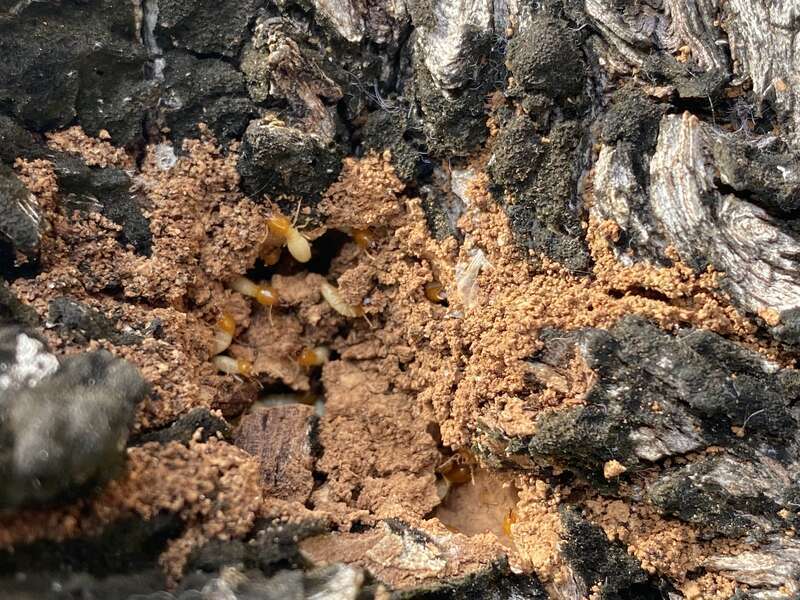 Close up of tree where formosan termites are nesting.