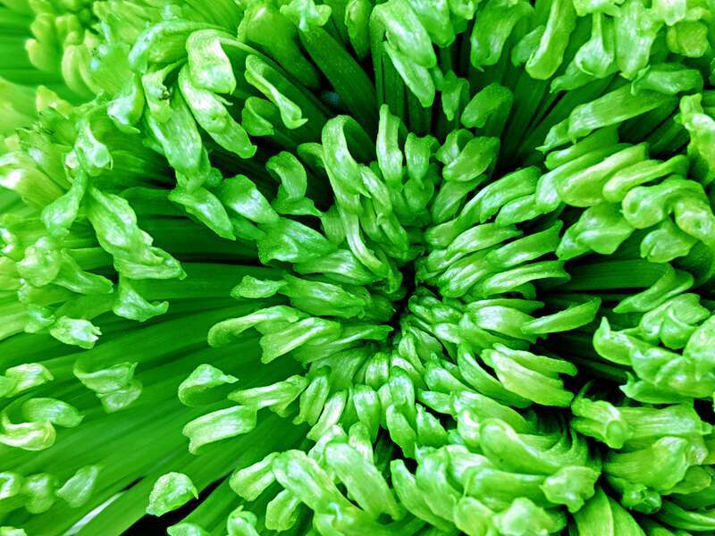 Green-02