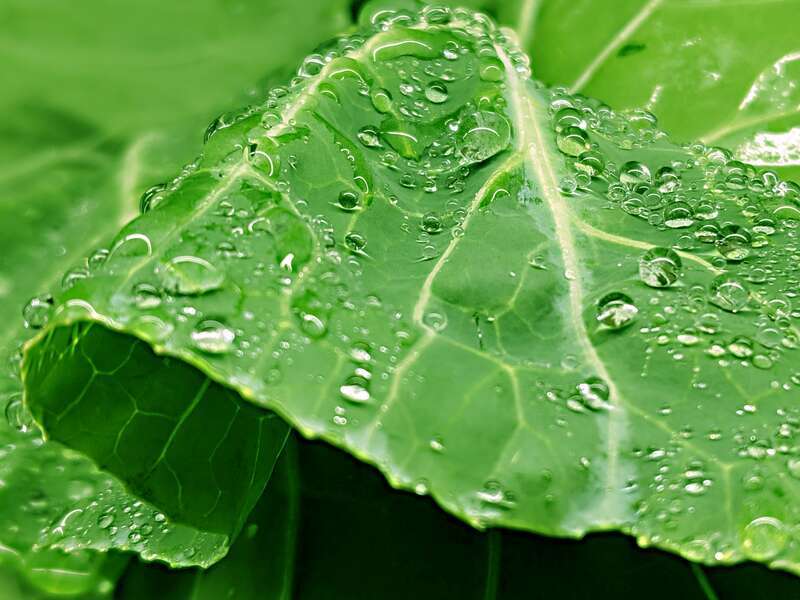 Green-05