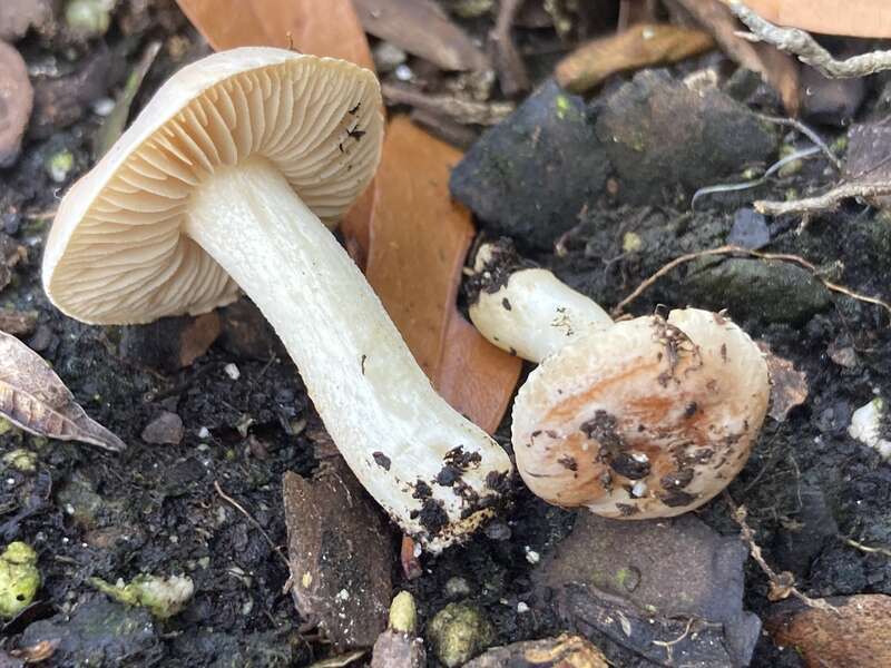 Hebeloma hiemale