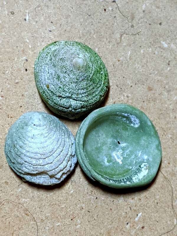 Hipponix cranioides. Species of mollusc.