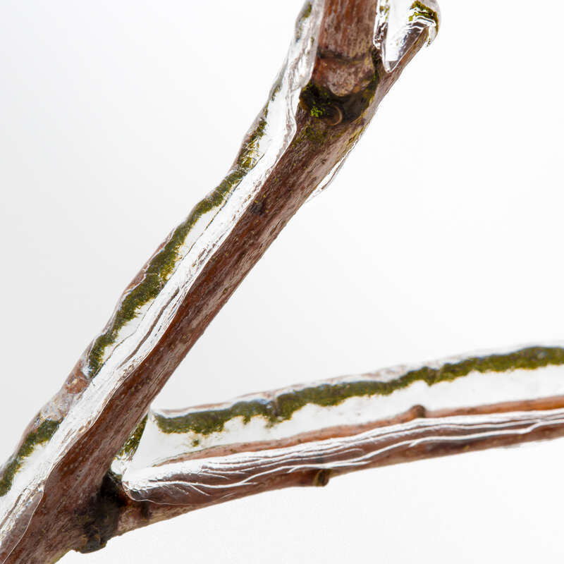 Icy twig.jpg