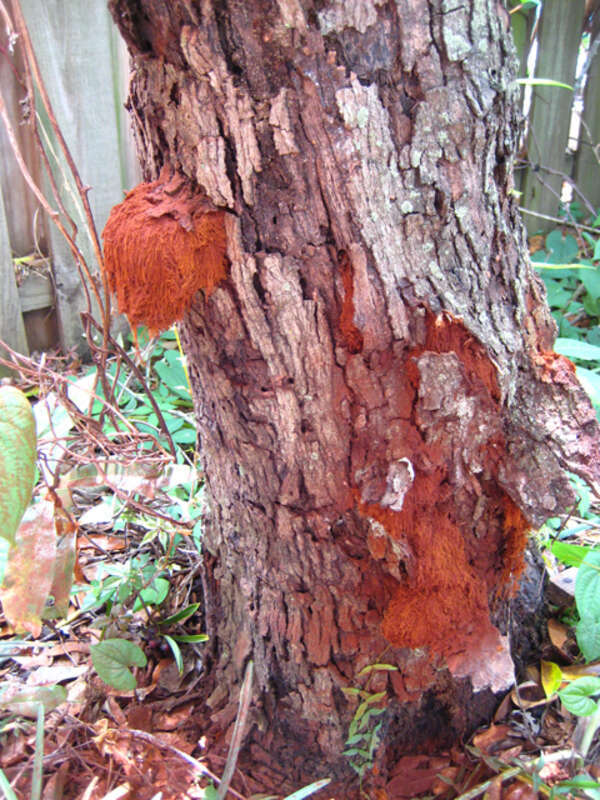 Inonotus rickii