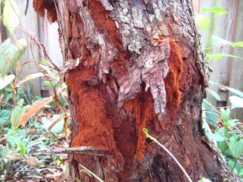Inonotus rickii