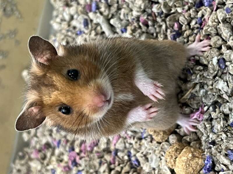 A young female syrian hamster (Mesocricetus auratus)