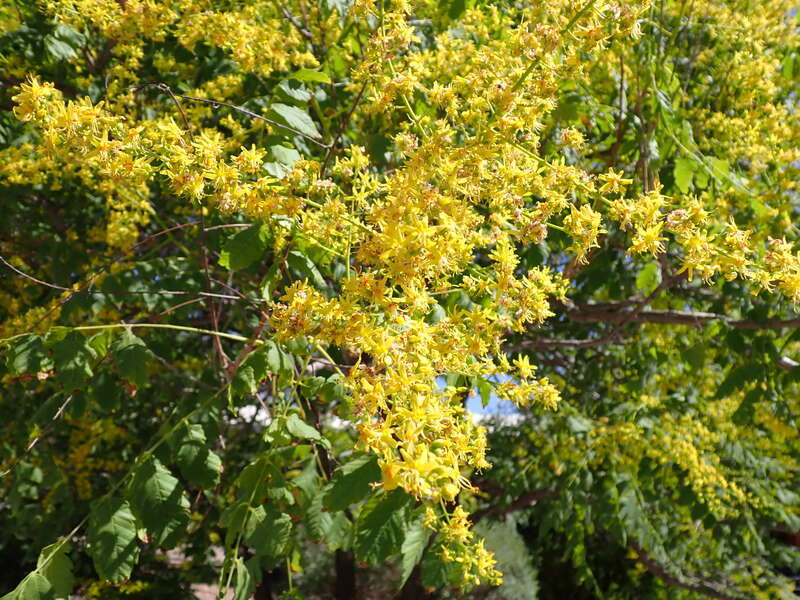Golden raintree in a neighborhood near Tiguex Park, This tree is a common ornamental throughout the the area of Albuquerque, Bernalillo County, New Mexico.
