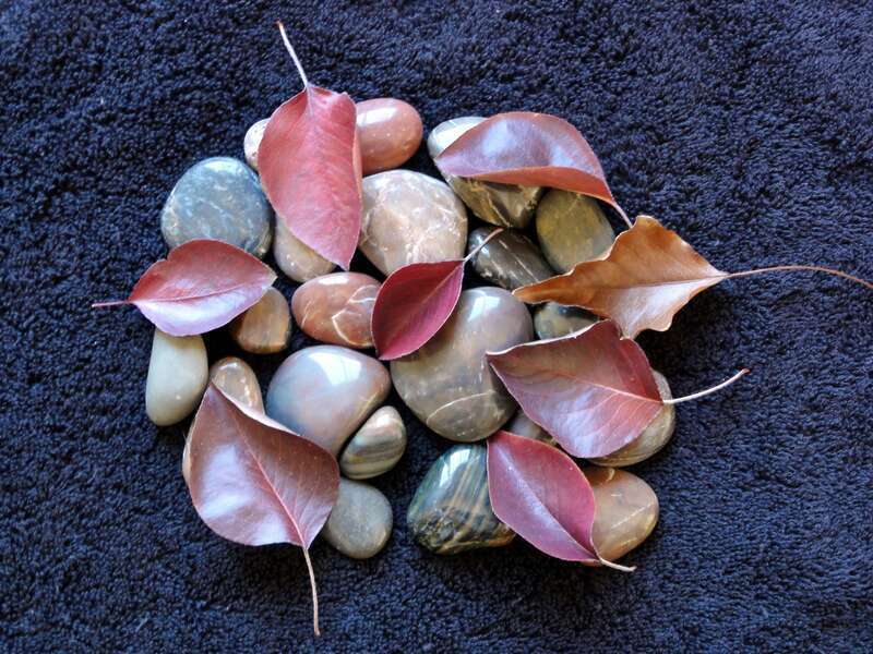 LEAVES AND ROCKS, KISSING COUSINS!