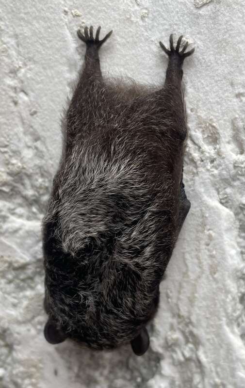 Silver-haired Bat (Lasionycteris noctivagans)