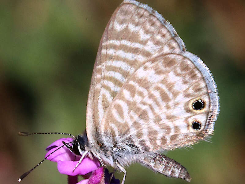 Leptotes marina at Montebello, USA